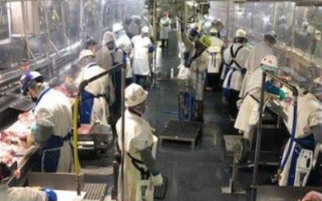“Regresen a trabajar” – dice Trump a los trabajadores de procesadoras de carne. Con la amenaza a sus vidas por el COVID-19.
